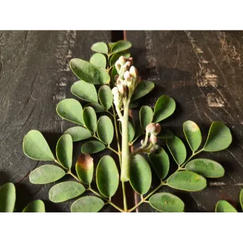 Moringa Leaves